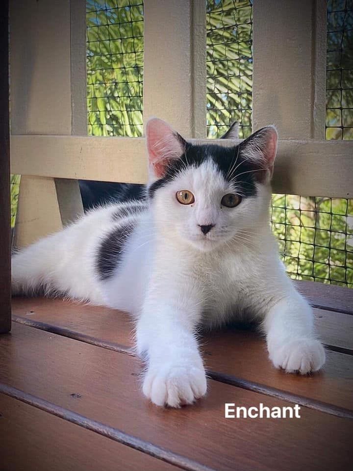 Enchant Enchant